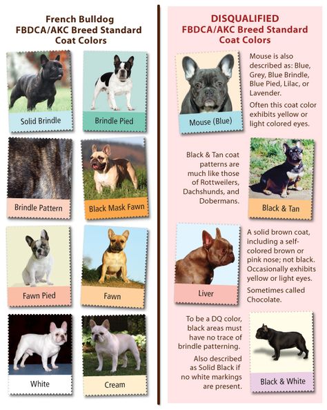 French Bull Dog Club of America | French Bulldog Fad Colors French Bulldog Colors Chart, Breeding French Bulldogs, French Bulldog Full Grown, French Bulldog Breed, French Bulldog Facts, Puppy Obedience Training, Dog Breeding, Akc Breeds, Positive Dog Training