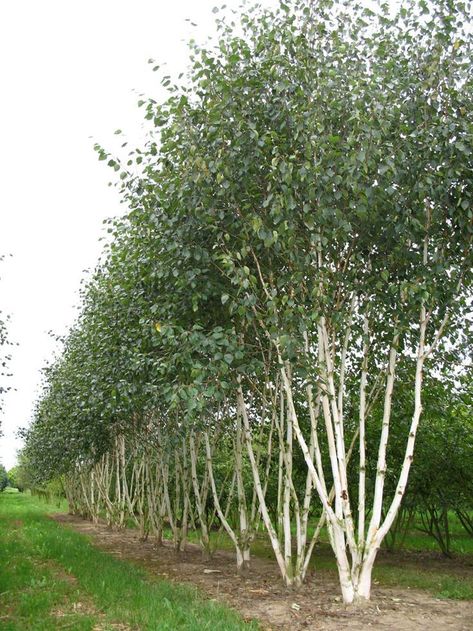 Betula utulis var. jacquemontii 'Doorenbos' (multi-stem) Birch Trees Garden, Betula Utilis, Small Trees For Garden, Garden Shrubs, Silver Birch, Yellow Bird, Garden Trees, Small Trees, Trees And Shrubs