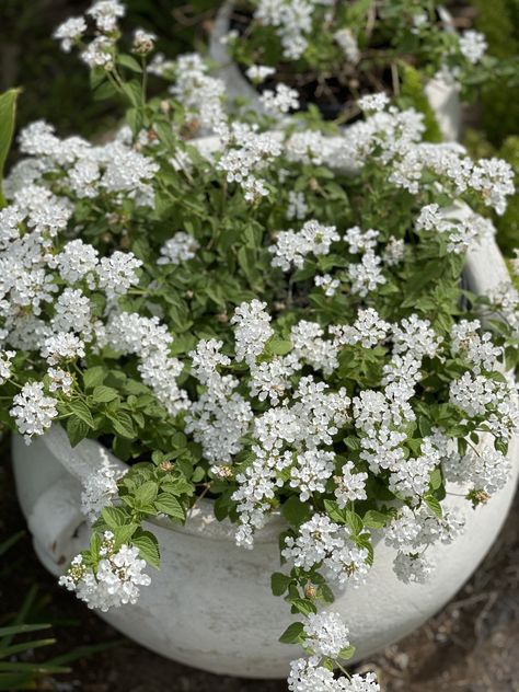 White Lantana White Lantana Landscape, White Lantana, Surf Cabin, Purple Lantana, Lantana Flower, Cabin Garden, White Plants, Dry Flower, Modern Planters