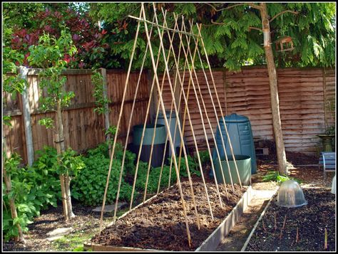 Mark's Veg Plot: Beans and cucumbers. Bean Support, Bean Garden, Pea Trellis, Vertical Pallet Garden, Herb Garden Pallet, Veg Patch, Vertical Vegetable Garden, Runner Beans, Growing Greens