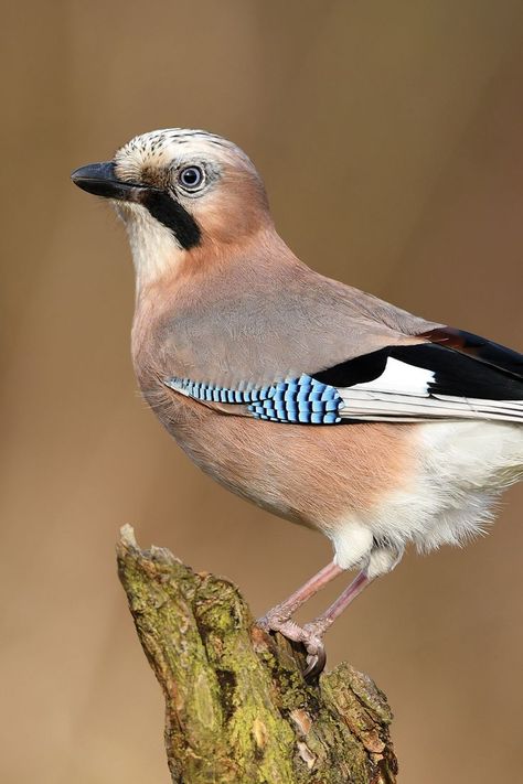 Discover the Eurasian Jay, a colourful and intelligent member of the crow family. Learn about its remarkable mimicry skills, habitat, and social behaviour in our insightful article. Starling Bird, Crow Family, Common Starling, Eurasian Jay, Bird Facts, Common Birds, Rainbow Makeup, Jay Bird, Social Behavior