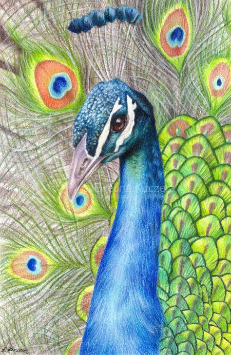 Peacock Drawing by Kot-Filemon Draw Peacock, Peacock Sketch, Peacock Head, Peacock Drawing, Peacock Painting, Peacock Art, Pencil Drawings Easy, Colored Pencil Drawing, Pencil Art Drawings