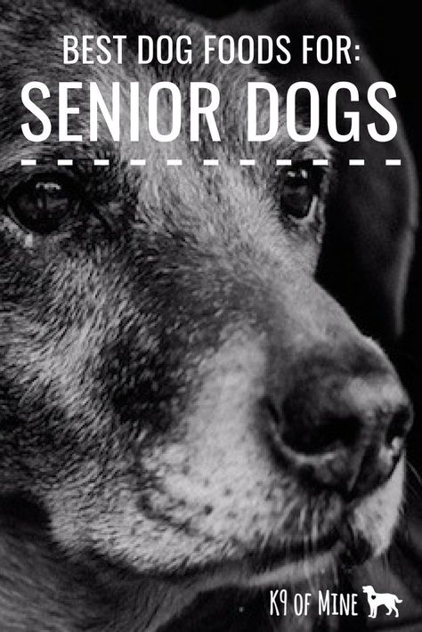 Dog Food For Senior Dogs, Food For Senior Dogs, Senior Dogs Care, Puppy Obedience Training, Positive Dog Training, Easiest Dogs To Train, Basic Dog Training, Senior Dogs, Dog Training Advice