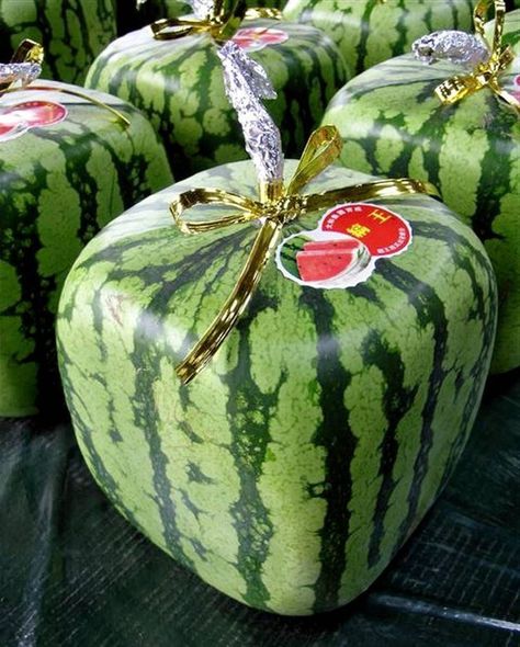 Japan Begins Selling Cube-Shaped Watermelons To Customers Around The World Square Watermelon, Watermelon Cooler, Japanese Town, Watermelon Art, Dirty Dancing, Best Fruits, Fruits And Vegetables, Melon, Watermelon