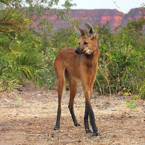 Meet 40 Unique Animals That You’ll Have A Hard Time Believing Are Real Glaucus Atlanticus, Bizarre Animals, Maned Wolf, Regnul Animal, Interesting Animals, Unusual Animals, Rare Animals, Awesome Animals, Wild Dogs