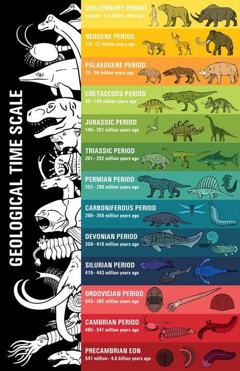 Geologic Time Scale Drawing, Geological Time Scale Timeline, Dinosaur Timeline, History Of Life On Earth, Drumheller Alberta, Geology Art, Geologic Time Scale, Life Timeline, Fossil Art