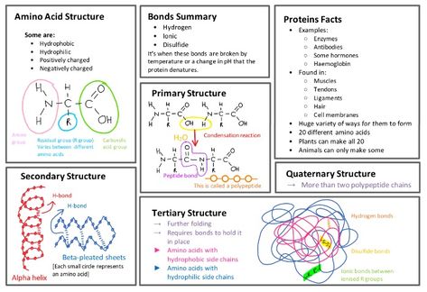 Biology AS Level OCR Proteins Revision Protein Structure Biology, Proteins Notes, Proteins Biochemistry, Proteins Biology, Atp Biology, Protein Biology, A Level Biology Revision, Cells Biology, Protein Structure