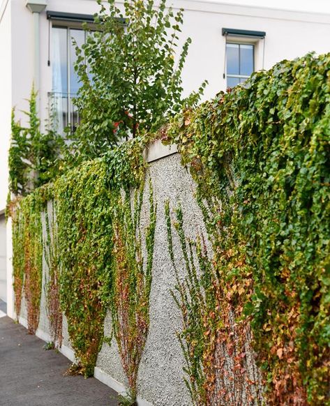 Boston Ivy Fence, Ivy Walls Outdoor, Boston Ivy Wall, House Front Wall Design, Australian Garden Design, Boston Ivy, Private Courtyard, Ivy Wall, Compound Wall