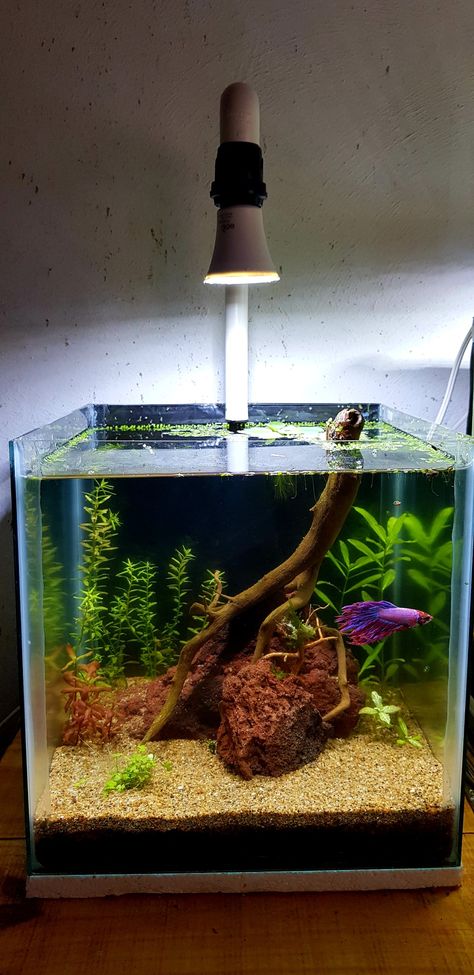 Betta Fish Aesthetic Tank, Beta Fish Ecosystem, Blackwater Betta Tank, Betta Tanks, Betta Fish Tank Mates, Crowntail Betta Fish, Betta Tank Mates, Nano Aquarium, Betta Tank