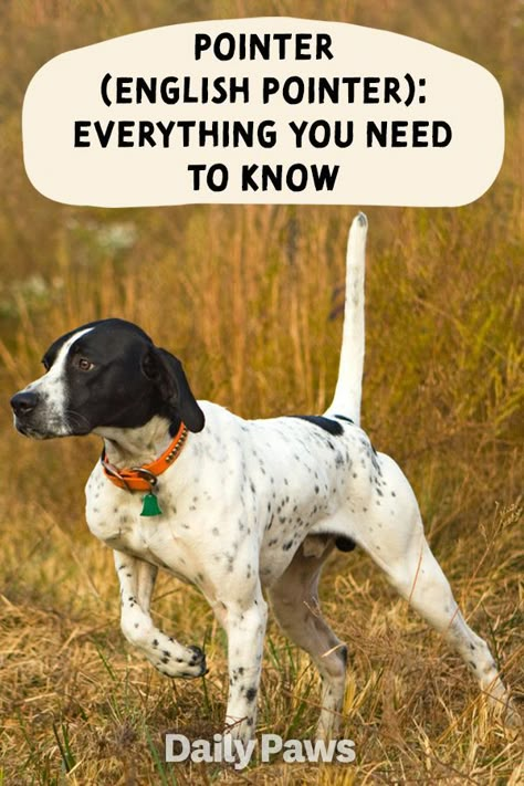 Pointers are intelligent, high-energy dogs who thrive as a hiking or hunting companion. Learn all you need to know about caring for this dog breed. #breeds #petbreeds #breedroundup #catbreeds #kittenbreeds #dogbreeds #bestcatbreeds #bestdogbreeds English Pointer Puppy, English Pointer Dog, Best Cat Breeds, Kitten Breeds, Pointer Puppies, English Pointer, Funny Cartoon Pictures, Pointer Dog, Pet Breeds