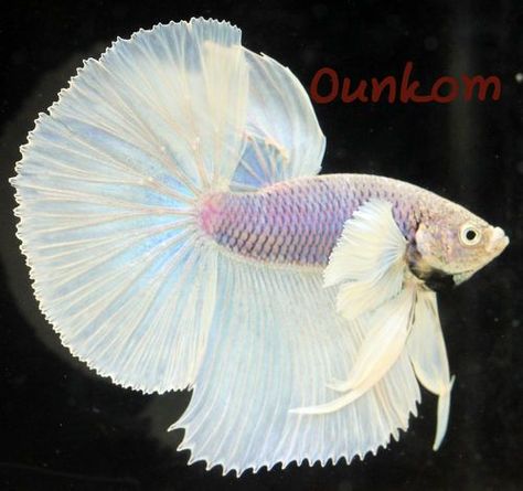 Big Ears Dumbo White Halfmoon Male Live Betta Fish (Imported) | eBay Cr7 Wallpapers, Betta Fish Care, Yellow Plants, Betta Fish Tank, Beta Fish, Big Ears, Fish House, Fish Care, Ocean Fishing