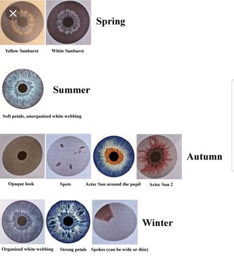 Seasonal Eye Patterns, Autumn Eye Pattern, Winter Eye Pattern, Color Analysis Eye Pattern, Eye Pattern Color Analysis, Color Palette Eyes, Autumn Eyes, Summer Color Palettes, Autumn Color Palette