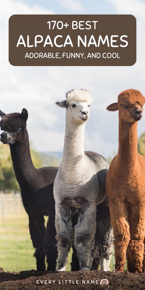 a group of three alpacas. Unique Animal Names, Funny Pet Names, Funny Animal Names, Alpaca Funny, Sheep Names, Cute Animal Names, Clever Animals, Animal Names, Alpaca Farm