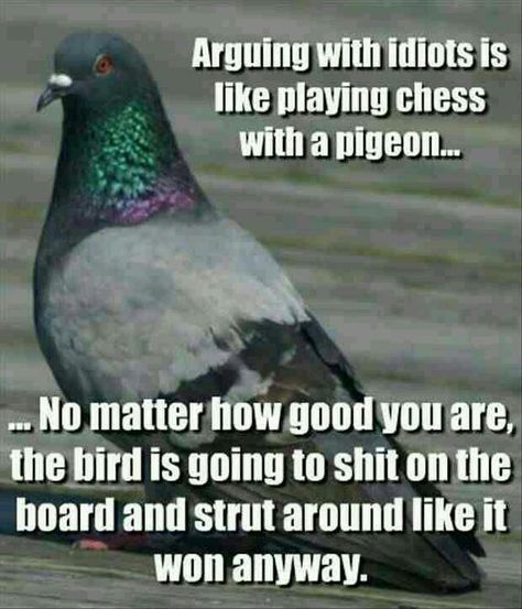 . Co-parenting, Real Estat, Simple Minds, Quotes Thoughts, A Quote, Bones Funny, Pigeon, Chess, Funny Photos