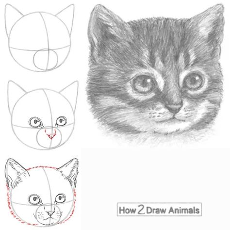 Kitten head drawing in graphite pencil Kitten Drawing Tutorial, Cats How To Draw, Cat Sketch Step By Step, Kitten Art Drawings, How To Draw A Realistic Cat, How To Draw Kittens, How To Draw A Animal, How To Draw A Kitten, Cat Drawing Tutorial Step By Step