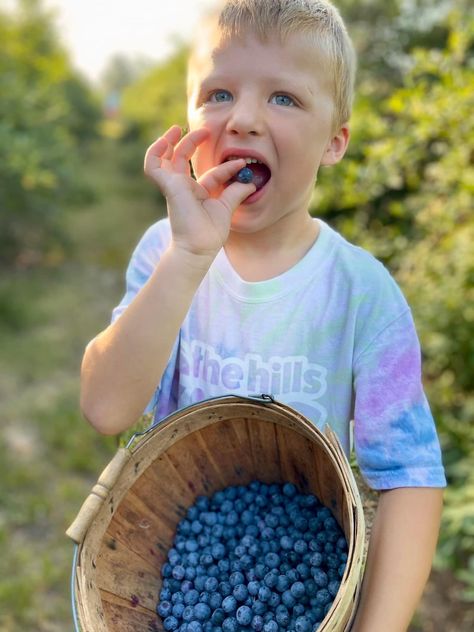 Blueberry Healthy, Blueberry Picking, Blueberry Farm, Girl Eating, Berry Picking, Country Theme, Newborn Family, Fruit Garden, Wonderful Images