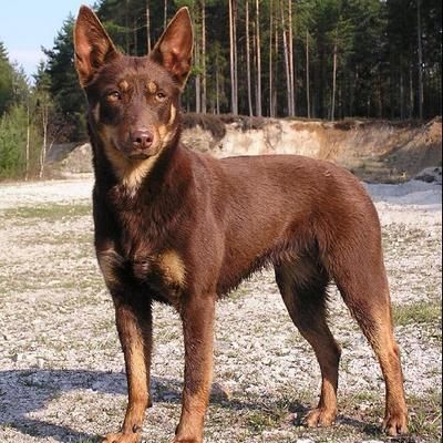 Australian Shepherd Blue Heeler, Service Dogs Breeds, Australian Kelpie Dog, Akc Breeds, Beautiful Dog Breeds, Cute Dogs Images, Australian Kelpie, Border Collie Dog, Herding Dogs