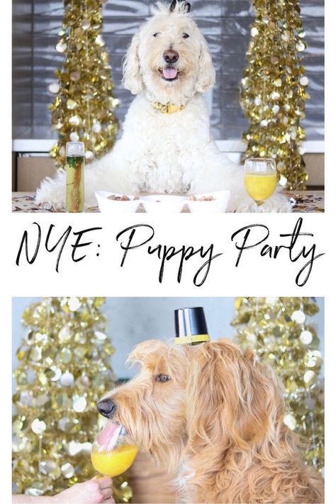 New Years Eve Dog Photoshoot, New Year Dog Photoshoot, New Year Dog Photos, Dog New Year, Dog Christmas Party Ideas, New Years Eve Pictures, Bacon Dog Treats, Bacon Dog, New Year Diy