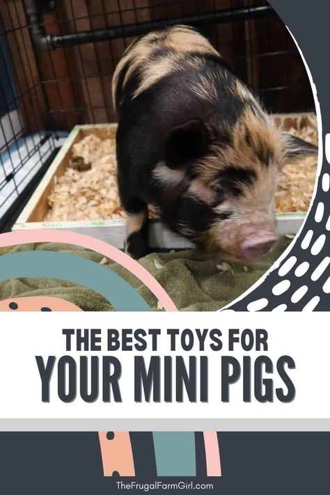 Potbelly Pig Pen Ideas Indoor, Enrichment For Pigs, Diy Pig Toys, Kune Kune Pigs Care, Mini Pig Toys, Pig Enclosure Outdoor, Potbelly Pig Pen Ideas, Potbelly Pig Care, Pig Pen Ideas