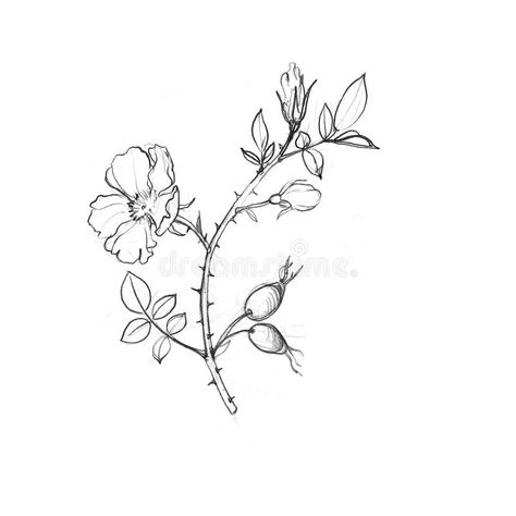 Wild Rose Tree Branch With Leaves And Berries Stock Illustration - Illustration of fruit, nature: 84573660 Rosevine Tattoo, Rose Branch Tattoo, Rose Tree Tattoo, Thorn Flower Tattoo, Flower With Thorns Tattoo, Rosehip Tattoo, Wild Rose Flower Tattoo, Briar Rose Tattoo, Wild Roses Tattoo