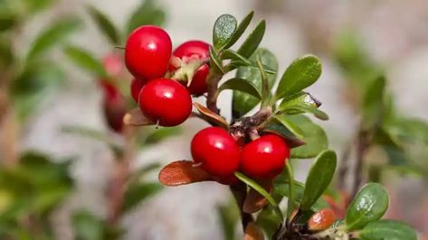 Bearberry, scientifically known as Arctostaphylos uva-ursi, is a low-growing evergreen shrub belonging to the Ericaceae family. Native to various regions, including North America, Europe, and Asia, bearberry has been historically valued for its medicinal properties by indigenous cultures. The plant derives its name from the fact that bears are known to consume the berries, and it is also recognized by other names #NaturesPharmacy Uva Ursi, Dandelion Root, High Fat Foods, Healthy Bacteria, Fat Foods, Animal Protein, Brighten Skin Tone, Urinary Tract, Little Garden