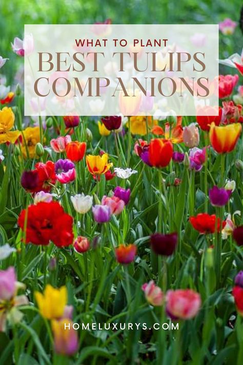 "What to plant with tulips bulbs in Garden in Summer: Combining Tulips with Annuals and Perennials Here are the best companion plants to consider, from daffodils to alliums What To Plant With Tulips Front Yards, Gardens With Tulips, Tulip Pots Planters, Tulip Flower Bed Front Yards, Tulips In Garden Bed, Spring Bulb Combinations, Front Yard Tulips, Planting Tulips And Daffodils Together, Planting Tulips In Spring