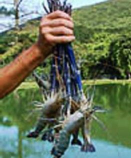 Macrobrachium freshwater prawns | Miami Aquaculture | United States Freshwater Prawn Farming, Prawn Farming, Freshwater Shrimp, Shrimp Farming, Indoor Farming, Aqua Culture, Prawn Shrimp, Permaculture Gardening, Home Aquarium