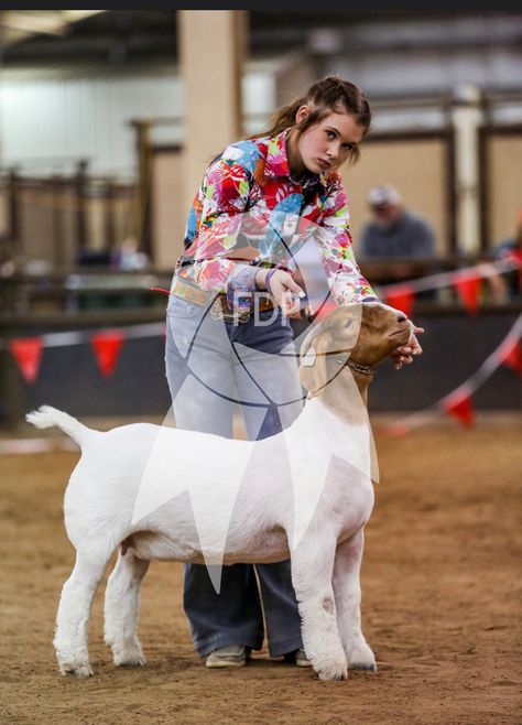 Show Ring Outfits Livestock, Goat Showing Outfits, Goat Show Outfits, Showing Goats In 4h, Livestock Show Outfits Sheep, Show Goats Tips, Bore Goats, Goat Showmanship, Livestock Show Outfits