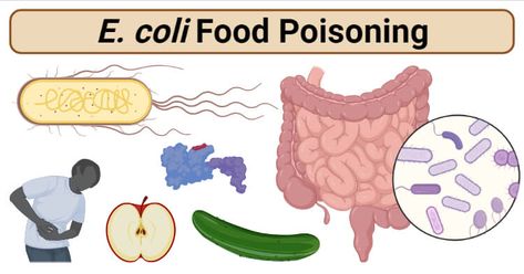 What is E. coli? E. coli are pathogenic strains and are a primary cause of food-borne illness mostly in developing countries. Among the species of the Enterobacteriaceae family and Gram-negative bacteria, E. coli causes more infection and is a well-established agent responsible for food poisoning. E. coli is a common microflora present in the intestinal tract of humans and animals and is commensal bacteria that live harmlessly. These commensal bacteria are mostly non-pathogenic strains and do no E Coli Bacteria, Antimicrobial Resistance, Gram Negative Bacteria, Methylene Blue, Food Poisoning, Infection Control, Bacterial Infection, Menstrual Health, Practice Management