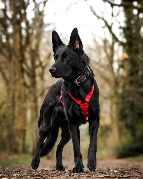 Cr: working_germanshepherd Black German Shepherd Puppy, Dog Moodboard, Black Gsd, Extra Large Dog Breeds, Black German Shepherd Puppies, Baby German Shepherds, Wolf Poses, German Sheperd Dogs