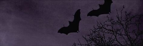 Witchy Banner, Dark Purple Banner, Discord Dividers, Facebook Background, Banner Ideas, Vampire Bat, Halloween Banner, Gothic Aesthetic, Twitter Headers