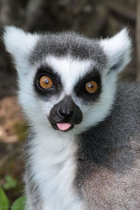 Ring-tailed lemur, by Mark Dumont. Regard Animal, Wildlife Park, Primates, Animal Planet, Zoo Animals, Animal Photo, Animals Friends, Beautiful Creatures, Animal Kingdom