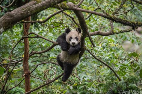 Ami Vitale on Instagram: “Happy Nature Photography Day! Although giant pandas spend most of the day eating and sleeping, they love to climb and play. Here a year-old…” Panda Bears Wallpaper, Wild Panda, Panda Day, Panda Images, Forest Habitat, Photography Day, Panda Love, Animal Habitats, Giant Panda