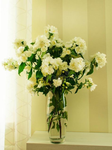 Fragrant bouquet of white jasmine in a vase by the window. Fragrant bouquet of , #Ad, #white, #bouquet, #Fragrant, #jasmine, #transparent #ad Jasmine Bouquet, Window Image, Transparent Vase, White Jasmine, Jasmine Flower, White Bouquet, Leaf Nature, Green Leaf, The Window