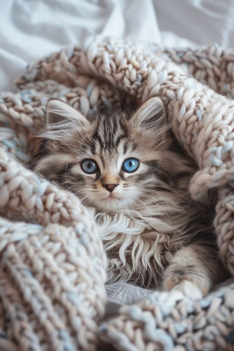 🩶🩵 Siberian Cat White Blue Eyes, Burmese Kittens, Deep Blue Eyes, Abyssinian Kittens, Siberian Kittens, Kitten Breeds, Siberian Cats, British Shorthair Kittens, Cat With Blue Eyes