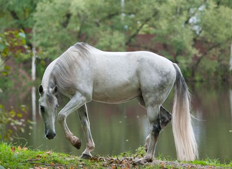 Orlov Trotter, Different Horse Breeds, Horse Profile, Horse Rescue, Harness Racing, Animal Study, Work Horses, Rare Breed, Trotter