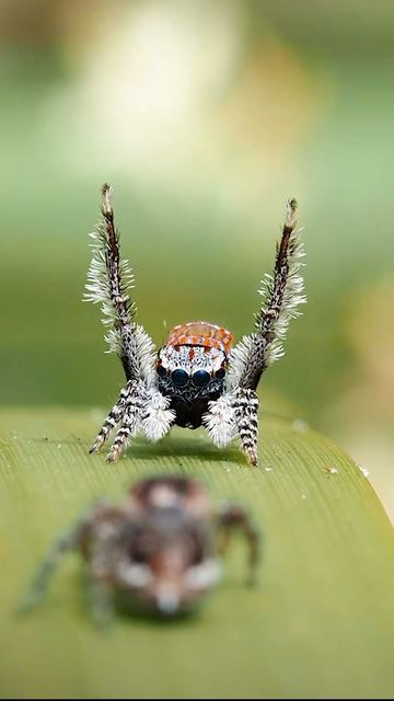 Peacock Spider, Spider Species, Regnul Animal, Pet Spider, Cool Bugs, Jumping Spider, Beautiful Bugs, Unusual Animals, Creepy Crawlies