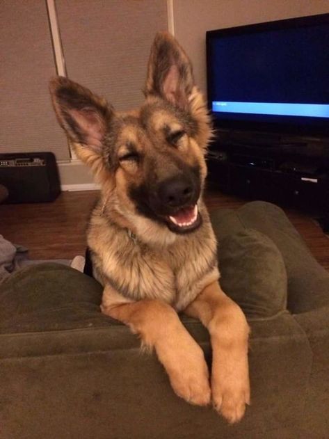 I Love This Happy Face Memes Humor, Shepherd Puppies, German Shepherd Dog, German Shepherd Puppies, Dog Memes, Funny Animal Pictures, German Shepherd Dogs, Akita, Shepherd Dog