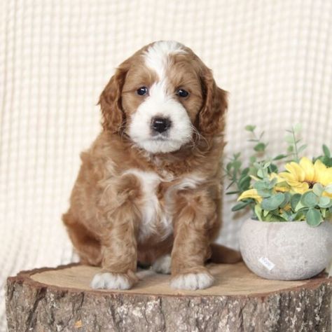 Adorable Mini Goldendoodle Puppies For Sale • Infinity Pups Mini Goldendoodle Puppies, Mini Puppies, Goldendoodle Puppy For Sale, Puppy Finder, Goldendoodle Puppies, Mini Goldendoodle, Goldendoodle Puppy, Puppy For Sale, Puppy Adoption