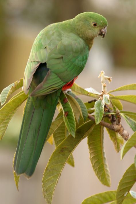 Australian King Parrot (Alisterus scapularis). Female.