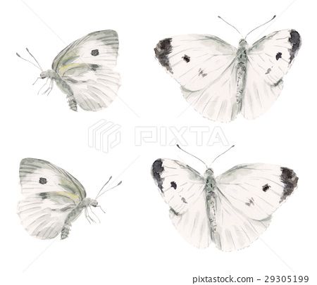 small cabbage white butterfly, butterfly, butterflies 29305199 Cabbage Butterfly Tattoo, Cabbage White Butterfly, White Butterfly Tattoo, Cabbage Butterfly, Small Cabbage, Butterfly Butterfly, China Painting, White Tattoo, White Butterfly