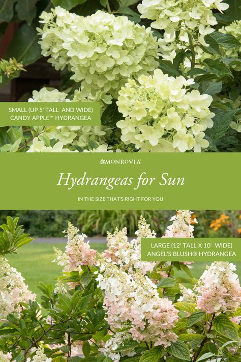 Hardy Hydrangea Shrubs, Shrubs For Full Sun Landscaping, Landscaping Ideas For Front Of House Full Sun, Cone Hydrangea Bush, Cone Shaped Hydrangea, Hydrangea For Full Sun, Hydrangeas For Full Sun, Large Hydrangea Bush, Limelite Hydrangea Landscape