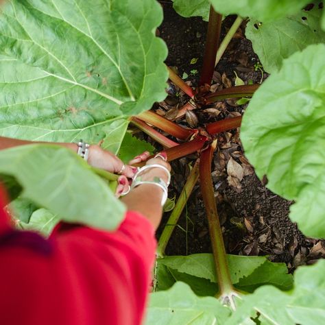 When To Harvest Rhubarb, How To Grow Rhubarb, Grow Rhubarb, Farm Tips, Growing Rhubarb, Blueberry Rhubarb, Fast Growing Vegetables, Rhubarb Plants, Spring Crops