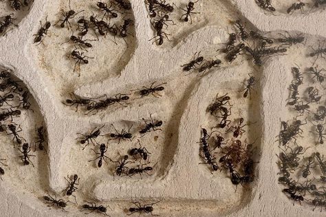 Ants Can Do Some Real Damage To Humans If We Let Them Ant Art, Ant Species, Trivia Time, Ant Colony, Ant Farms, Girls World, Ants, Painting Inspiration, Household Items