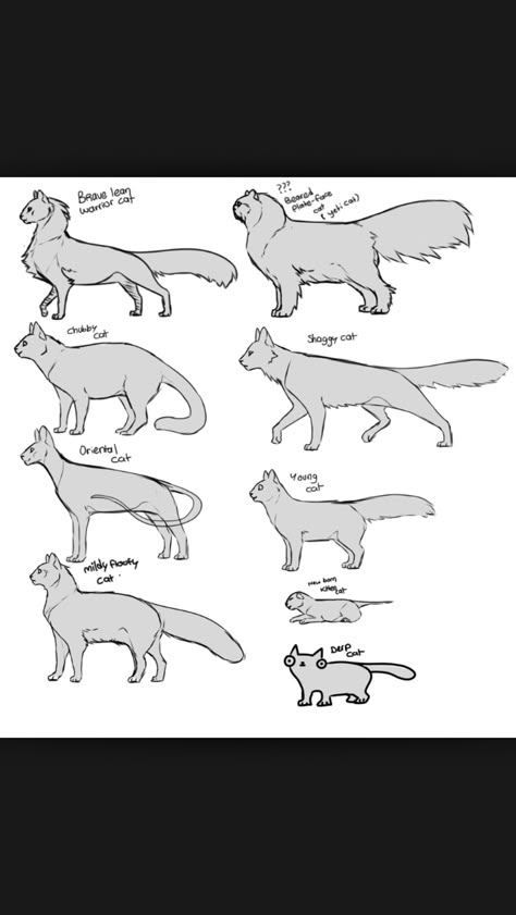 Warrior Cats Character Design, How To Draw A Warrior Cat, How To Draw Warrior Cats, Warrior Cats Drawing Base, Warrior Cats Base, Cat Drawing Tutorial, Cats Art Drawing, Cat Anatomy, Cat References