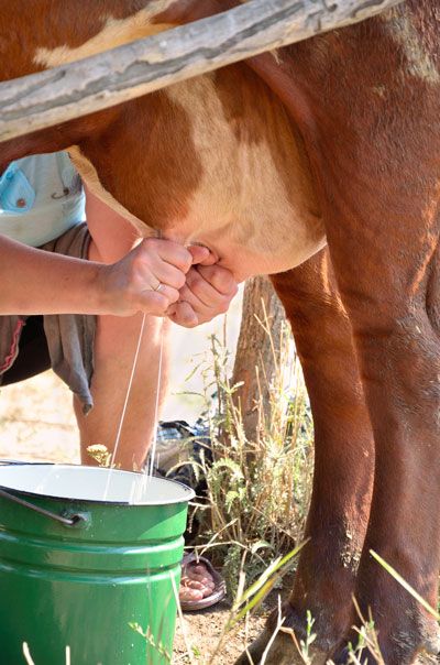 ♥ Mother Earth News, Farmer Wife, Farms Living, Down On The Farm, Dairy Farms, Milk Cow, A Cow, Rural Life, Country Farm