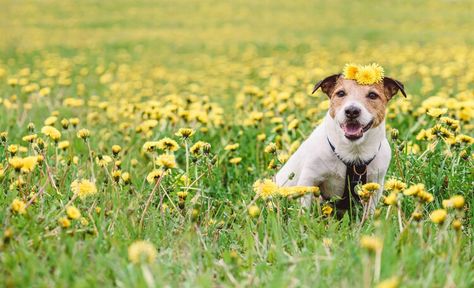 How much Benadryl can I give my dog? (Plus dosage chart) — Newsweek How To Get Your Dog To Come When Called, Dog Benadryl, Benadryl For Dogs Dosage Chart, Otc Meds For Dogs, Frolicking In A Field, Dog Illnesses, Field Of Yellow Flowers, Flea Remedies, Collapsed Trachea In Dogs