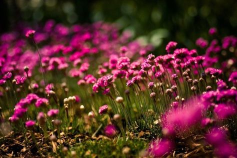 Pink Flower Wallpaper Background ·① WallpaperTag Desktop Wallpaper Hd 1080p Laptop, Desktop Wallpaper Hd 1080p, Flower Desktop Wallpaper, Pink Wallpaper Desktop, Pink Floral Wallpaper, Pink Flowers Background, Field Wallpaper, Pink Flowers Wallpaper, Pink Laptop