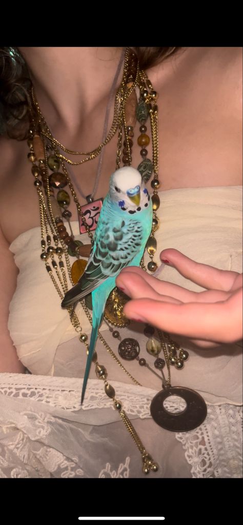 Birds Aesthetic, Cute Moth, Budgies Bird, Pet Bird, Cat Lady, Cool Photos, Cute Animals, Birds, Pet