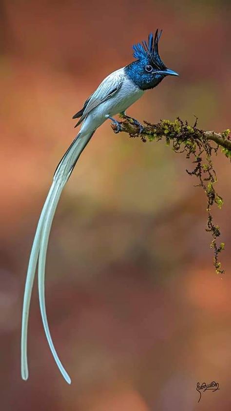 Jungle Wildlife, Vibrant Birds, Paradise Flycatcher, Aesthetic Eclectic, Birds Voice, Weird Birds, Pencil Png, World Birds, Most Beautiful Birds